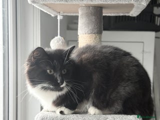 Maine Coon cats Female cat - Advert 3