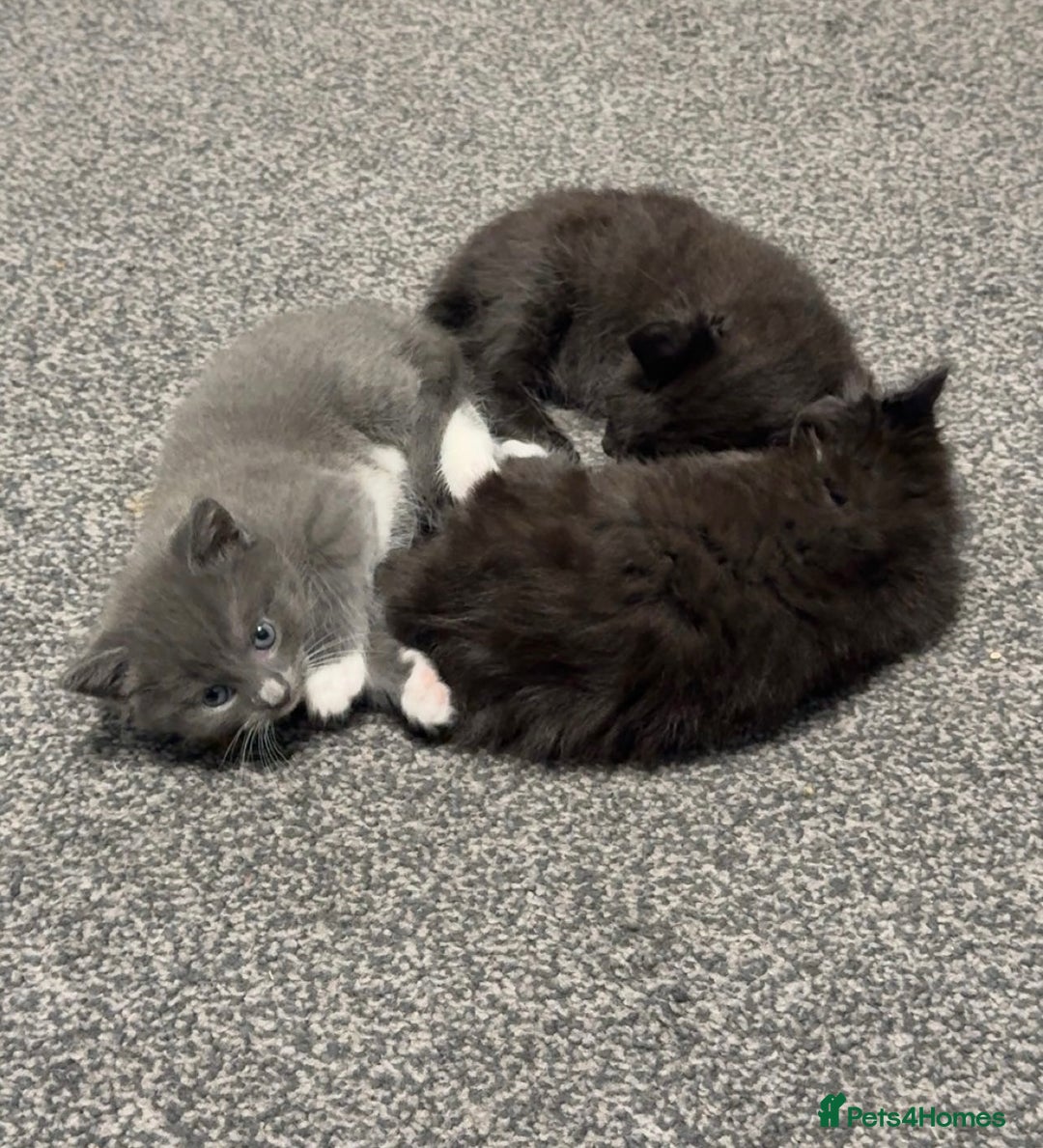 Maine Coon cats for sale: Half Mainecoon and Half British Shorthair  - Advert 1