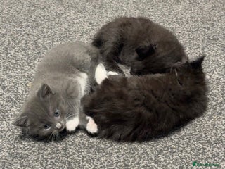 Maine Coon cats Half Mainecoon and Half British Shorthair - Advert 7