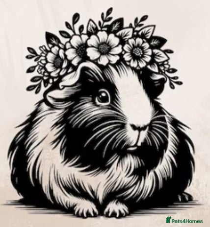 Guinea Pig rodents - Advert 8