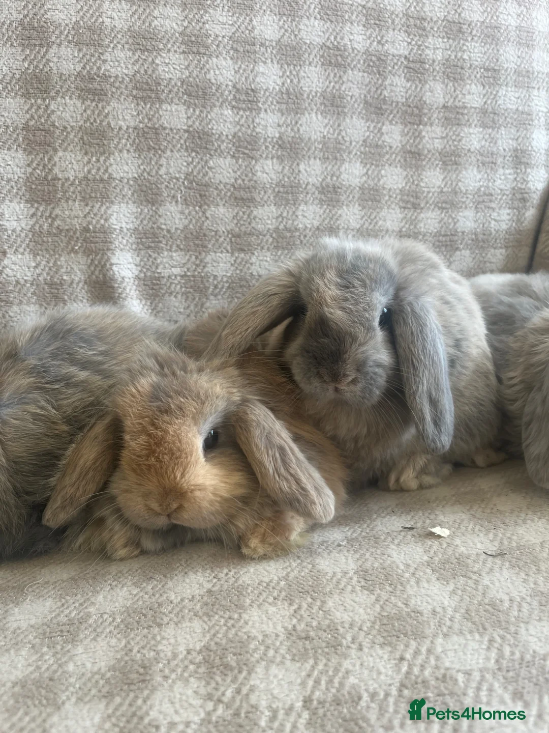 Mini Lop rabbits for sale: Gorgeous mini lops - Advert 1