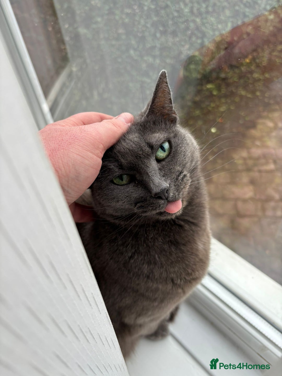 Domestic Shorthair cats for sale: Gentle female grey cat looking for new home - Image 2