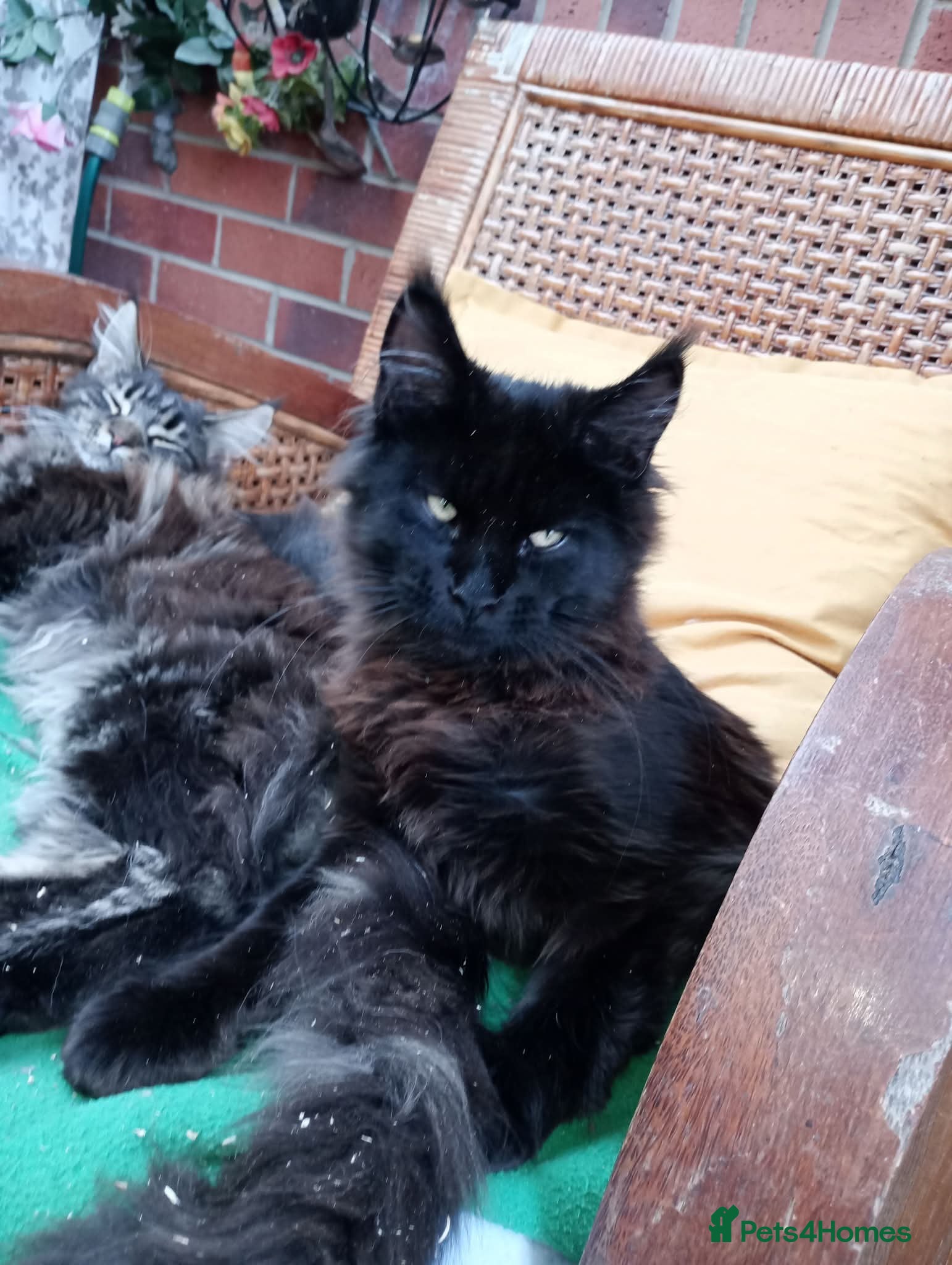 Maine Coon cats Maine Coon xl - Advert 14