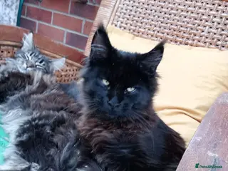 Maine Coon cats Maine Coon xl - Advert 1