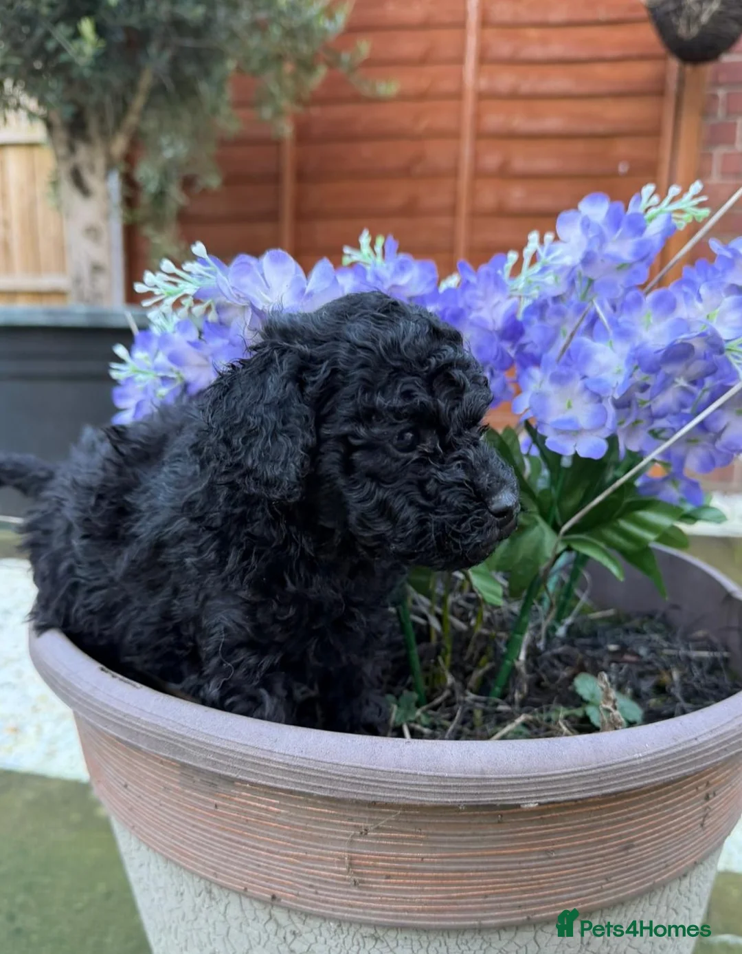 Toy Poodle dogs for sale: ⭐Quality KC Toy Poodle Pups⭐ - Advert 6