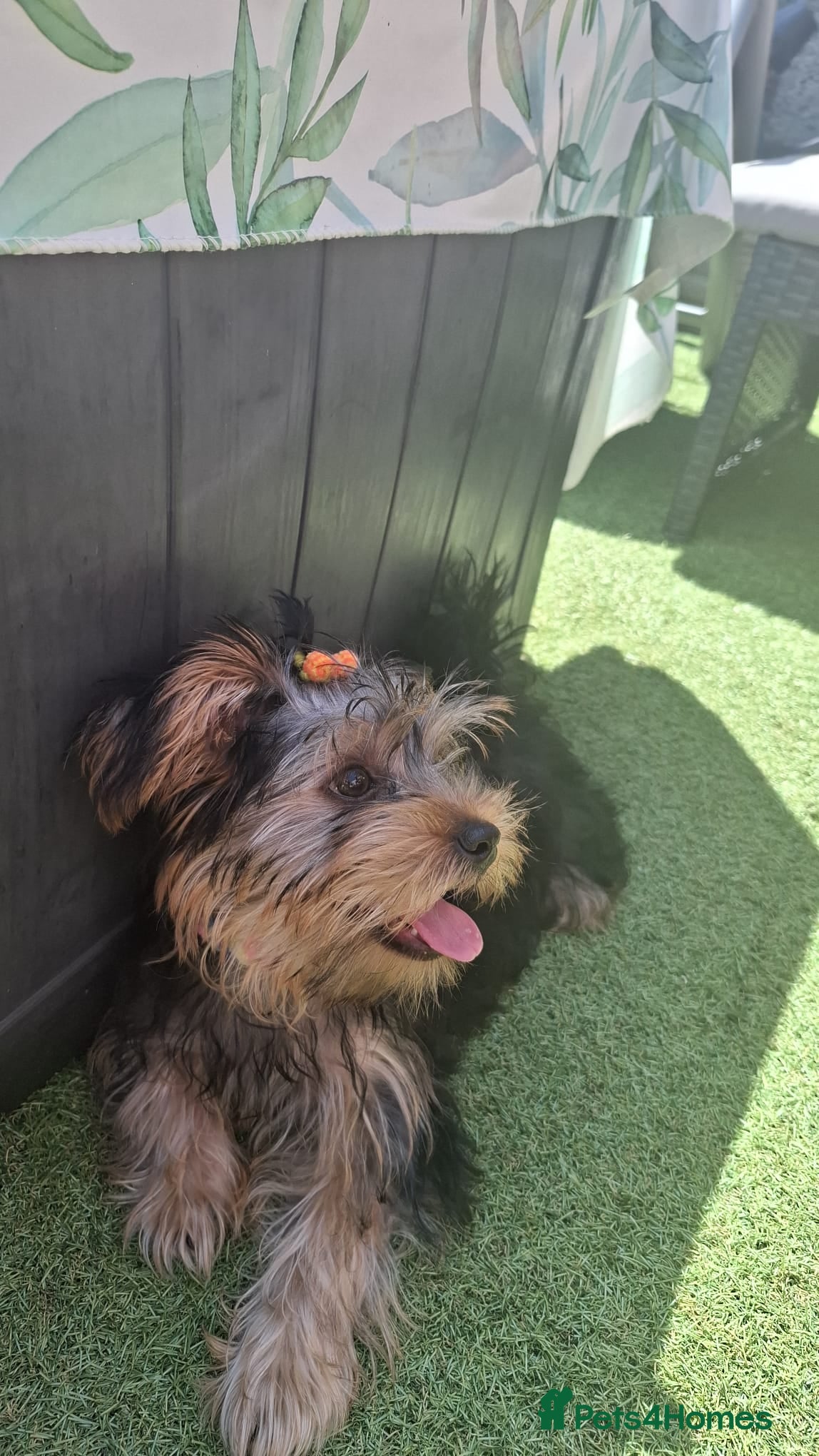 Yorkshire Terrier dogs Beautiful Girl Yorkshire Terrier - Advert 1