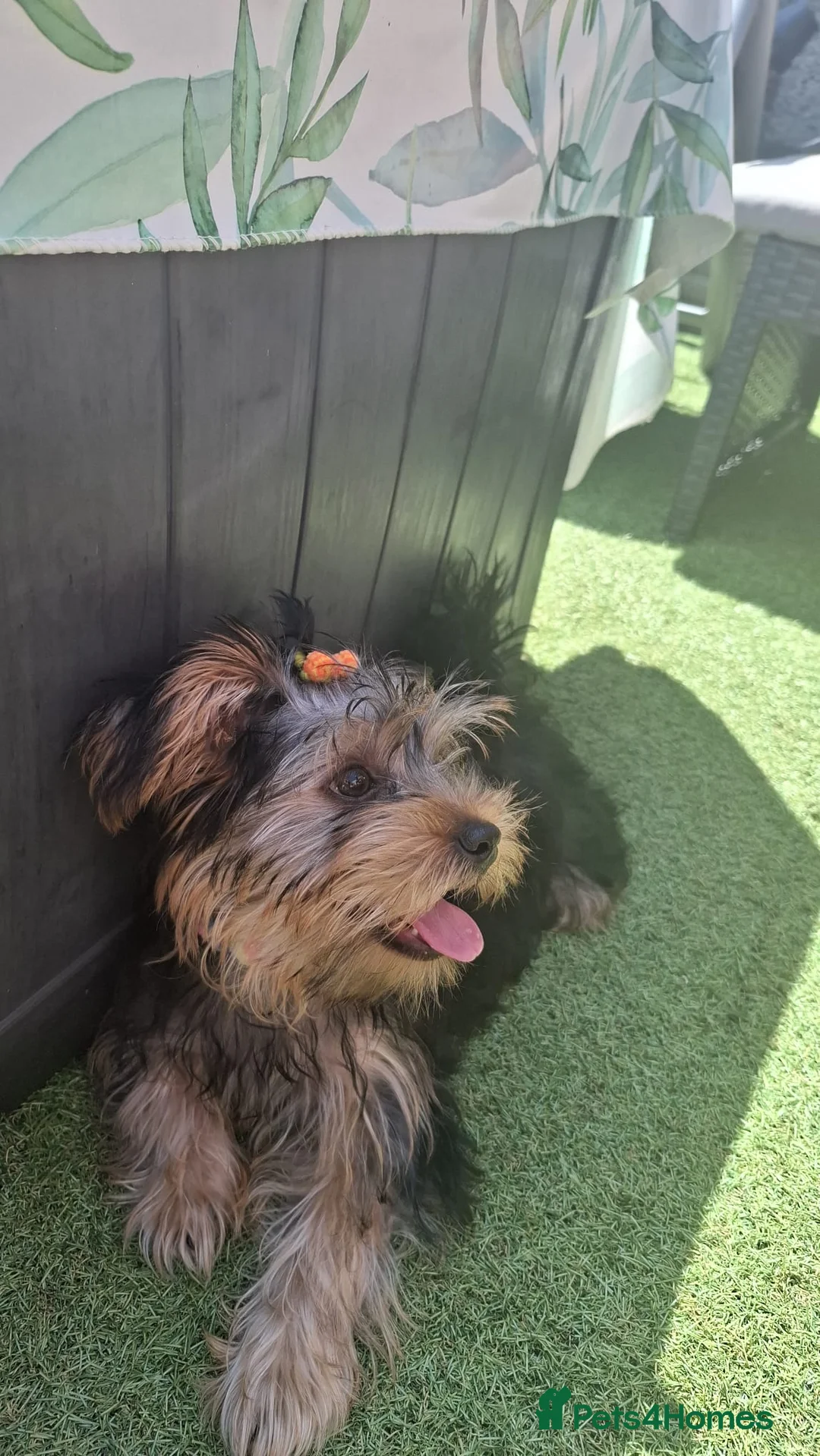 Yorkshire Terrier dogs for sale: Beautiful Girl Yorkshire Terrier - Advert 1