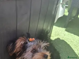 Yorkshire Terrier dogs Beautiful Girl Yorkshire Terrier - Advert 1