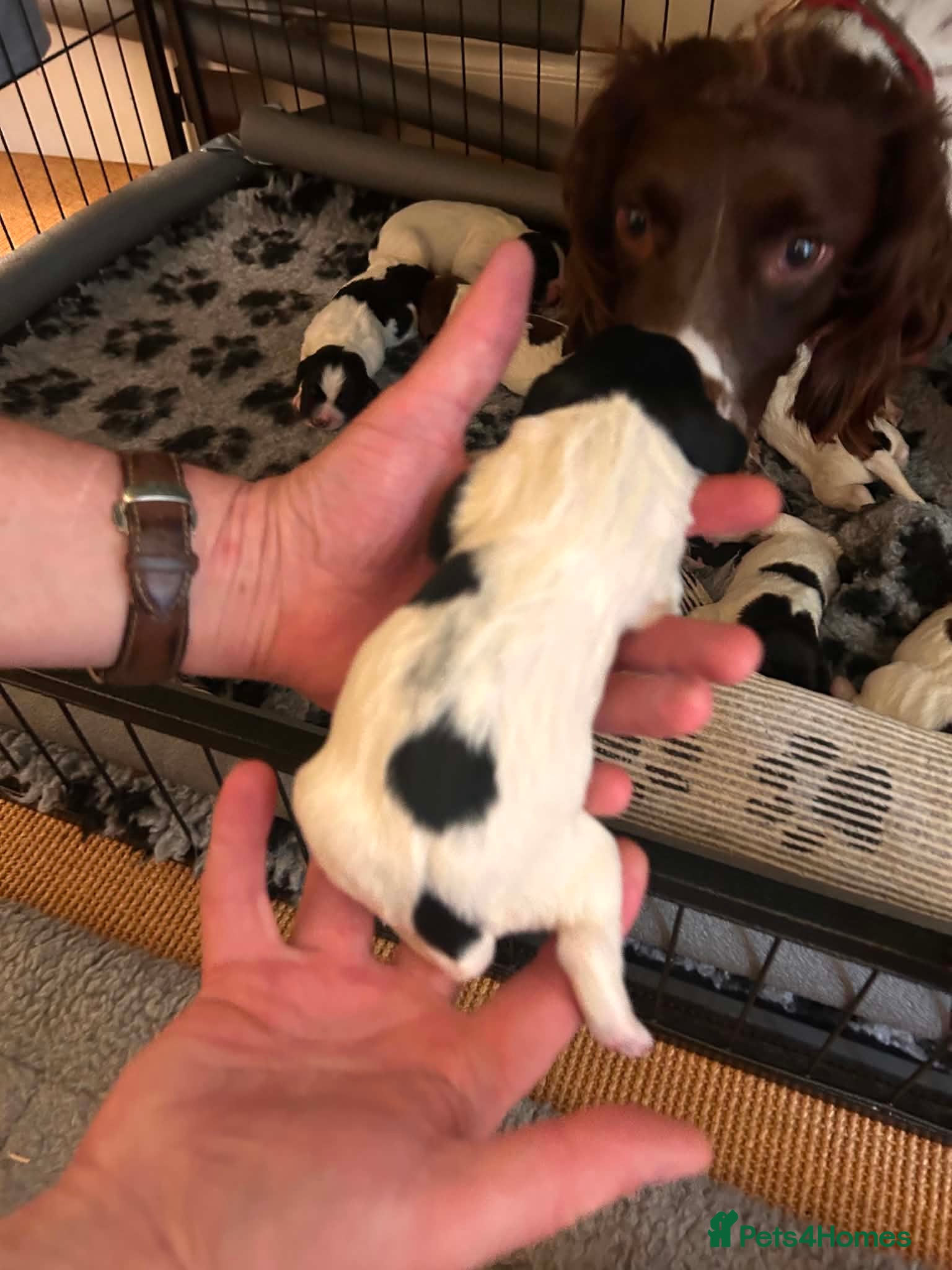 Sprocker dogs Chunky Sprocker Spaniel Puppies! - Advert 2