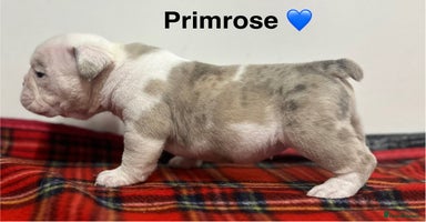 English Bulldog dogs - Advert 5