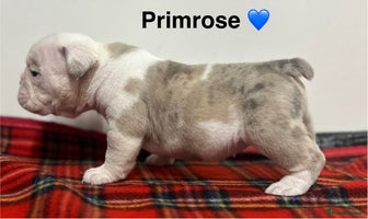 English Bulldog dogs - Advert 5