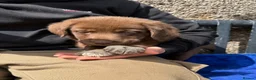 Borador dogs for sale: Beautiful Labrador x border collie pup  - Advert 8