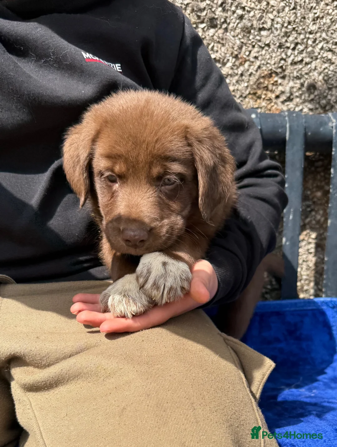 Borador dogs for sale: Beautiful Labrador x border collie pup  - Advert 8