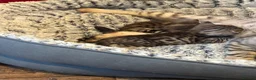 Bengal cats for sale: Bengal kittens pedigreed/registered - Advert 2