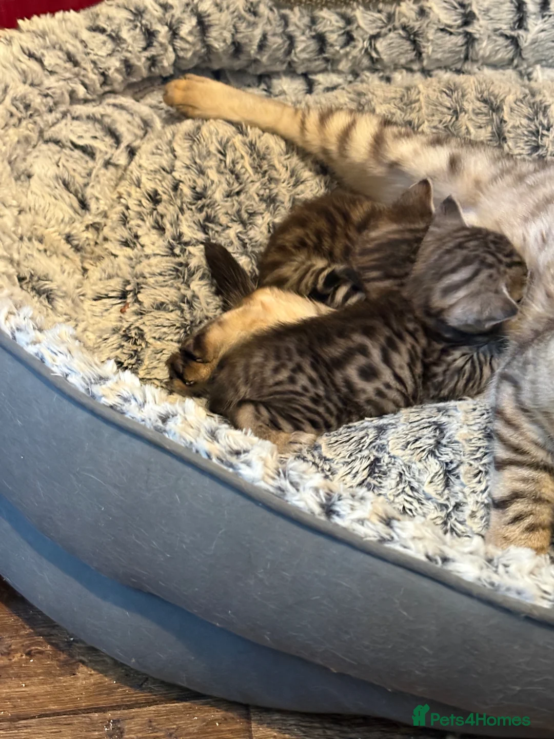 Bengal cats for sale: Bengal kittens pedigreed/registered - Advert 2