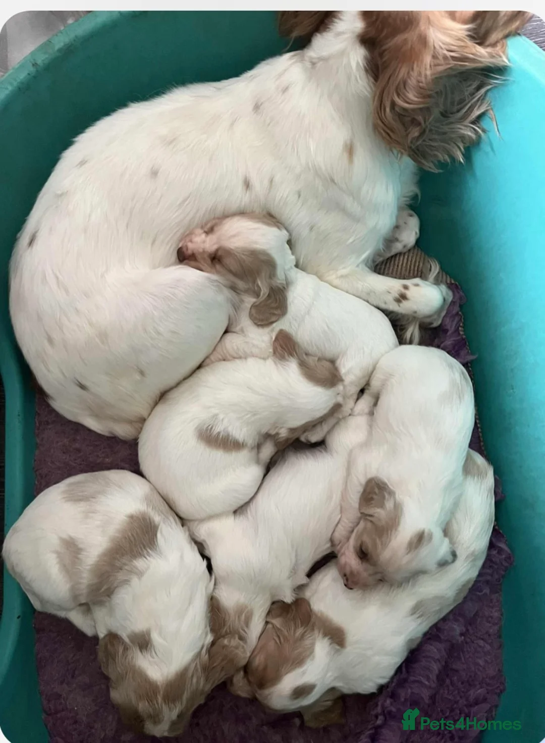 Cocker Spaniel dogs for sale: Working Cocker Spaniels - Advert 25