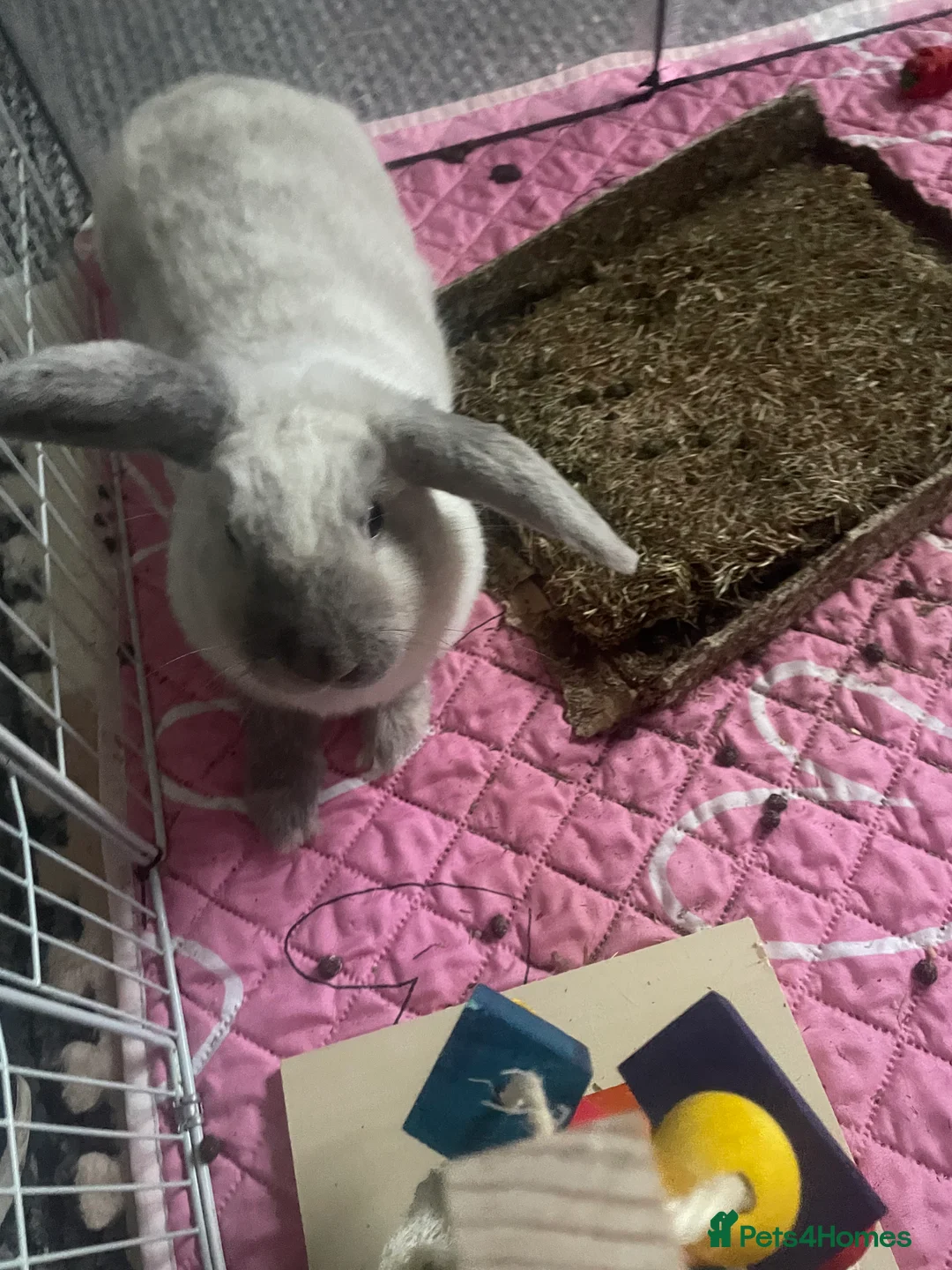 Mini Lop rabbits for sale: Thumper the Rabbit  in Mexborough - Advert 4