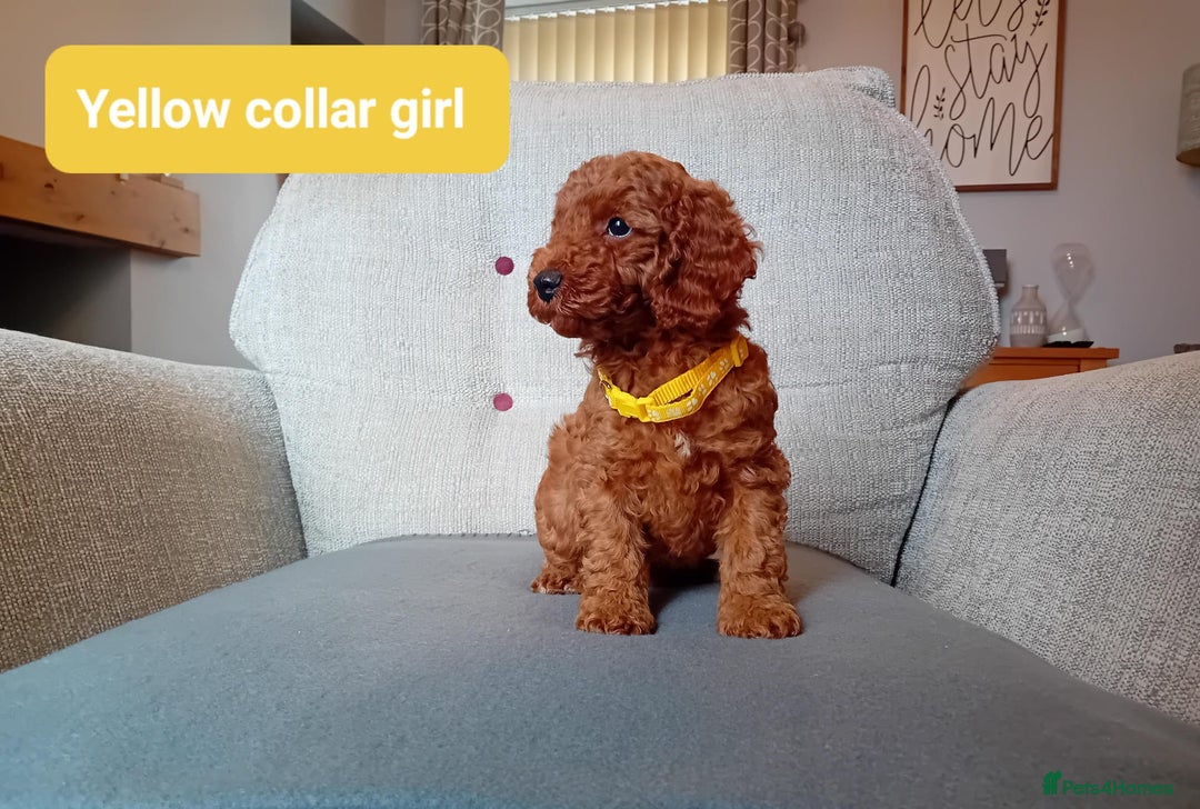 Cockapoo dogs for sale: Dark red F1b Cockapoos - Image 20