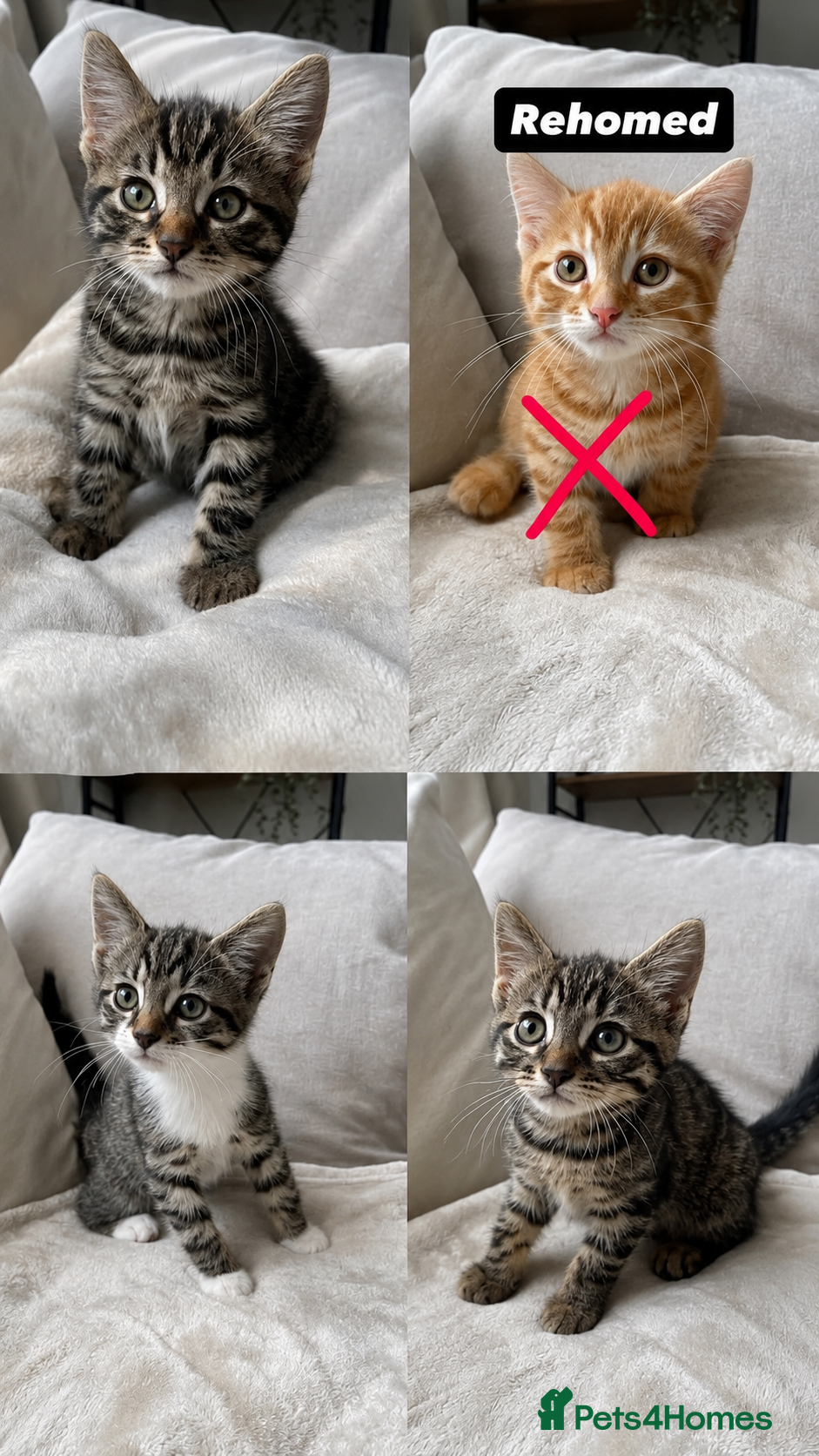 Mixed Breed cats READY TO LEAVE NOW 3 LEFT - Advert 11