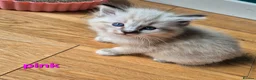 Ragdoll cats for sale: ✨ Exceptional Ragdoll Kittens – Raised with love✨ - Advert 1