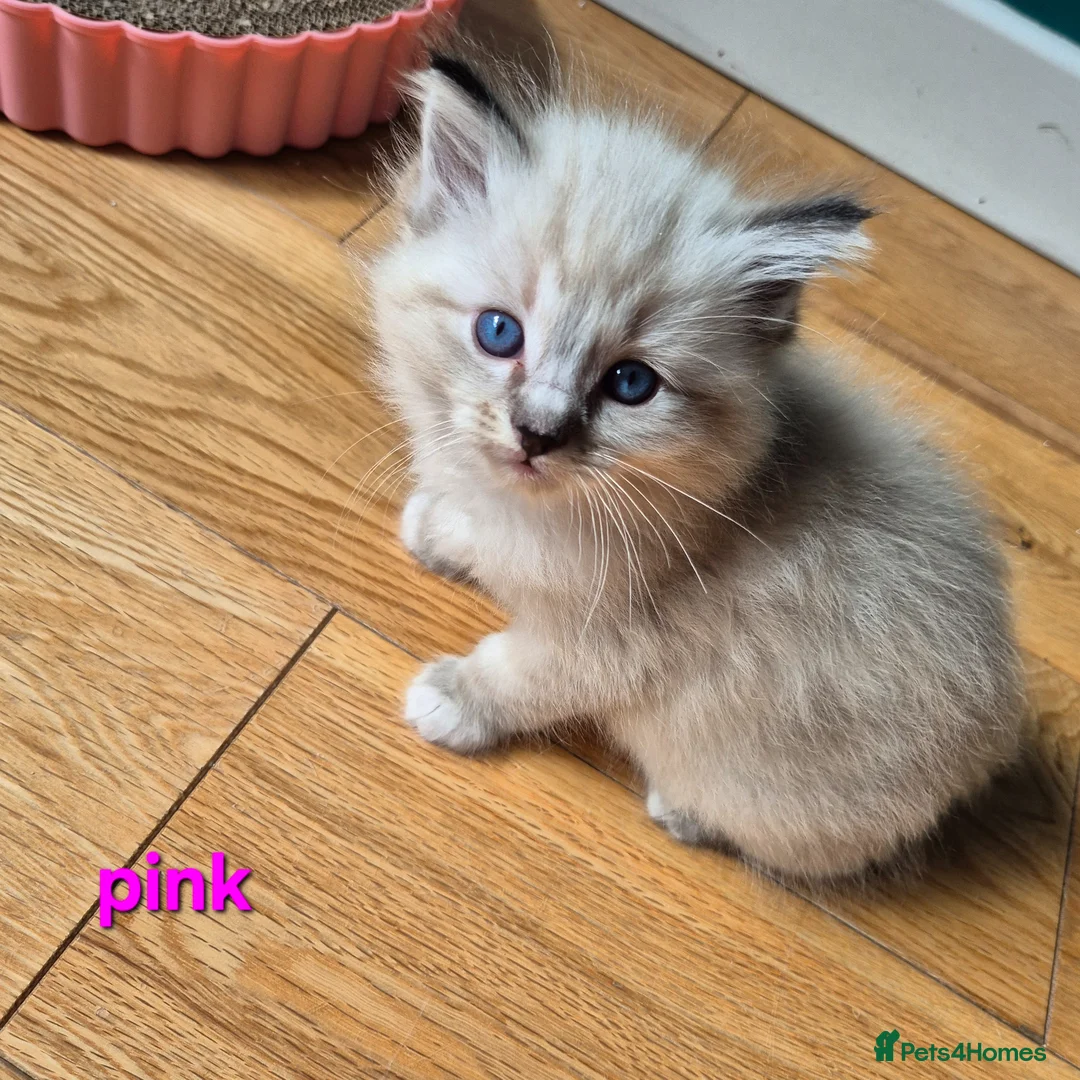 Ragdoll cats for sale: ✨ Exceptional Ragdoll Kittens – Raised with love✨ - Advert 1