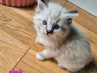 Ragdoll cats ✨ Exceptional Ragdoll Kittens – Raised with love✨ - Advert 9