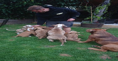 Old Tyme Bulldog dogs - Advert 2