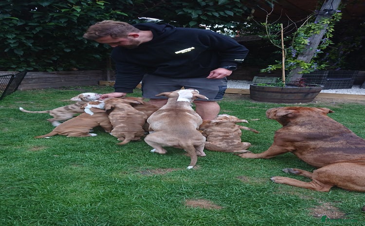 Old Tyme Bulldog dogs - Advert 15