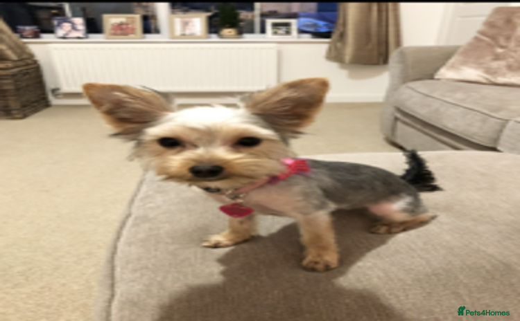 Yorkshire Terrier dogs - Advert 1