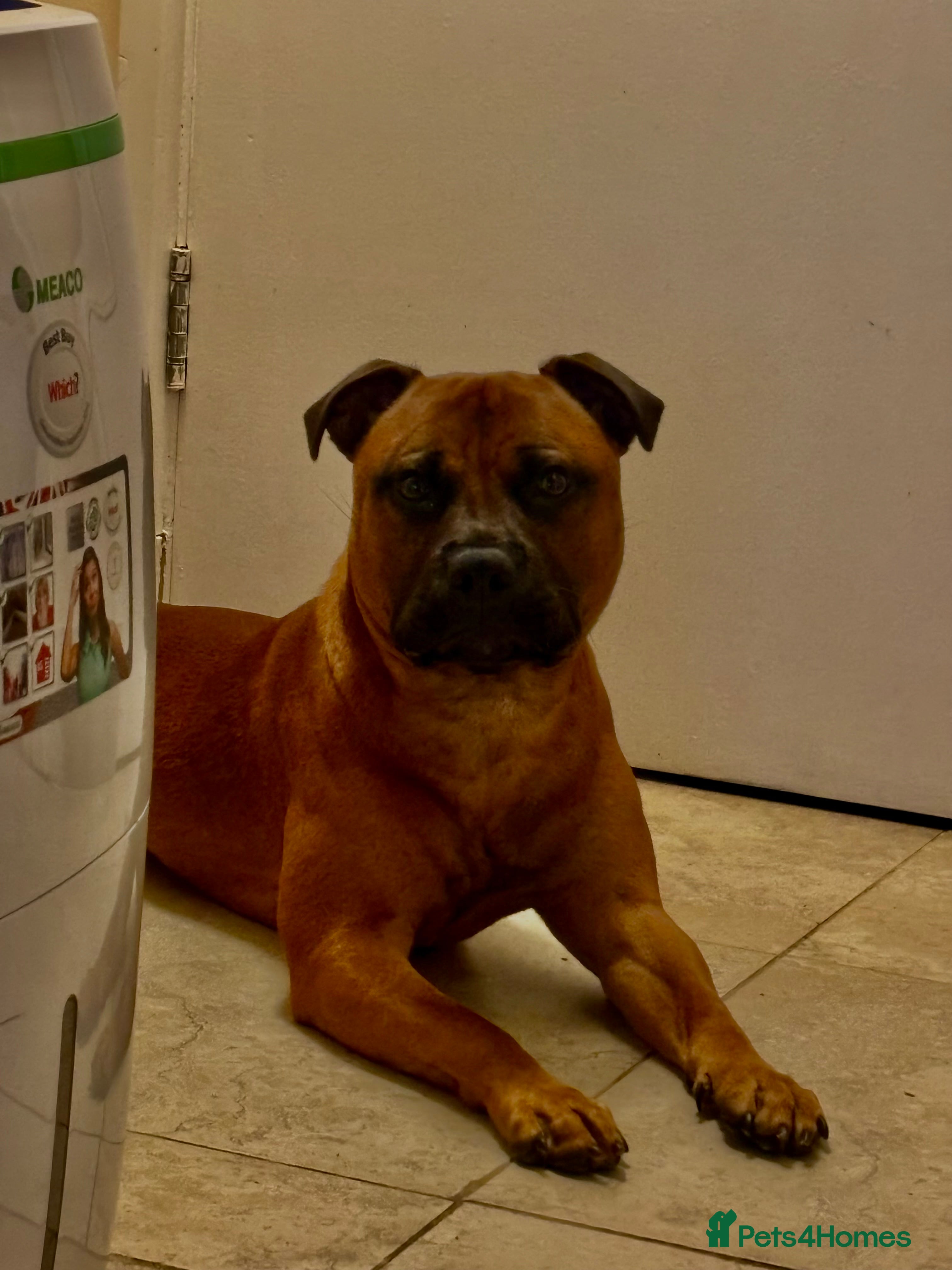 Staffordshire Bull Terrier dogs Rolo for studding  - Advert 13