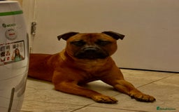 Staffordshire Bull Terrier dogs for stud: Rolo for studding  - Image 1