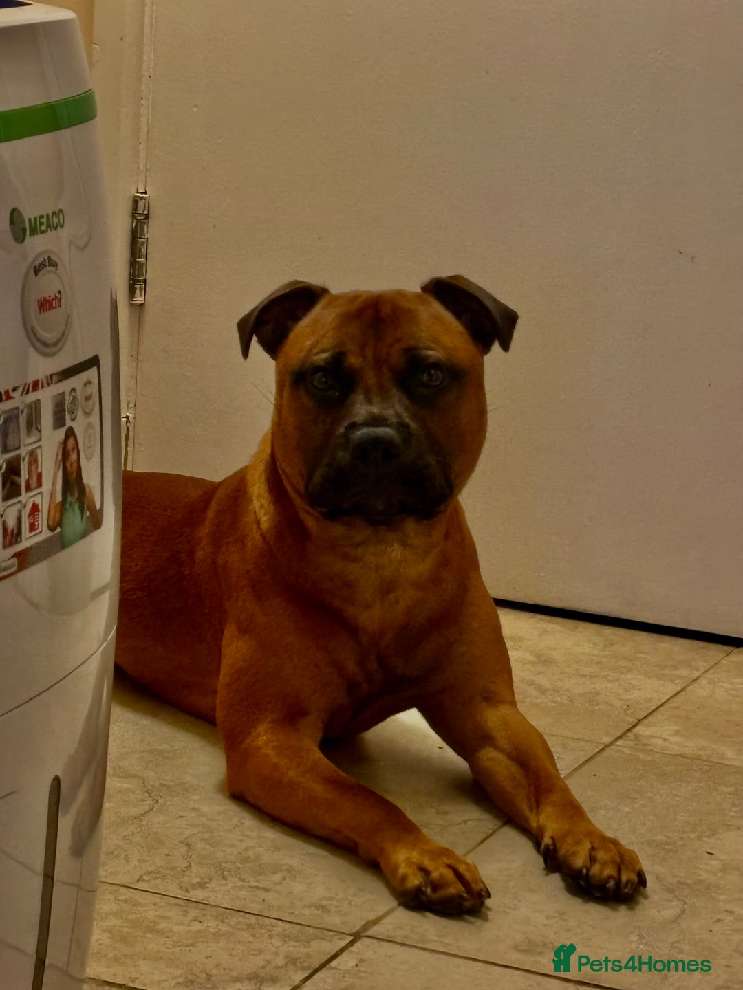 Staffordshire Bull Terrier dogs for stud: Rolo for studding  - Image 1