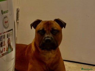 Staffordshire Bull Terrier dogs for stud - Advert 1