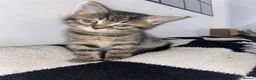 Mixed Breed cats for sale: Short and long haired kittens  in Loughborough - Advert 6