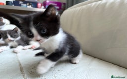 Mixed Breed cats for sale: Kittens for sale - Image 14