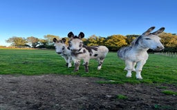 Donkey livestock for sale: Grey gelding donkey 16years old - Image 2