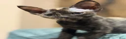 Devon Rex cats for sale: Ready July 22nd GCCF reg Devon Rex kittens - Advert 11