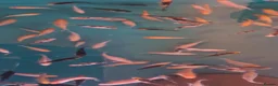 Koi Carp fish for sale: Koi fry 1-6 inch - Advert 4