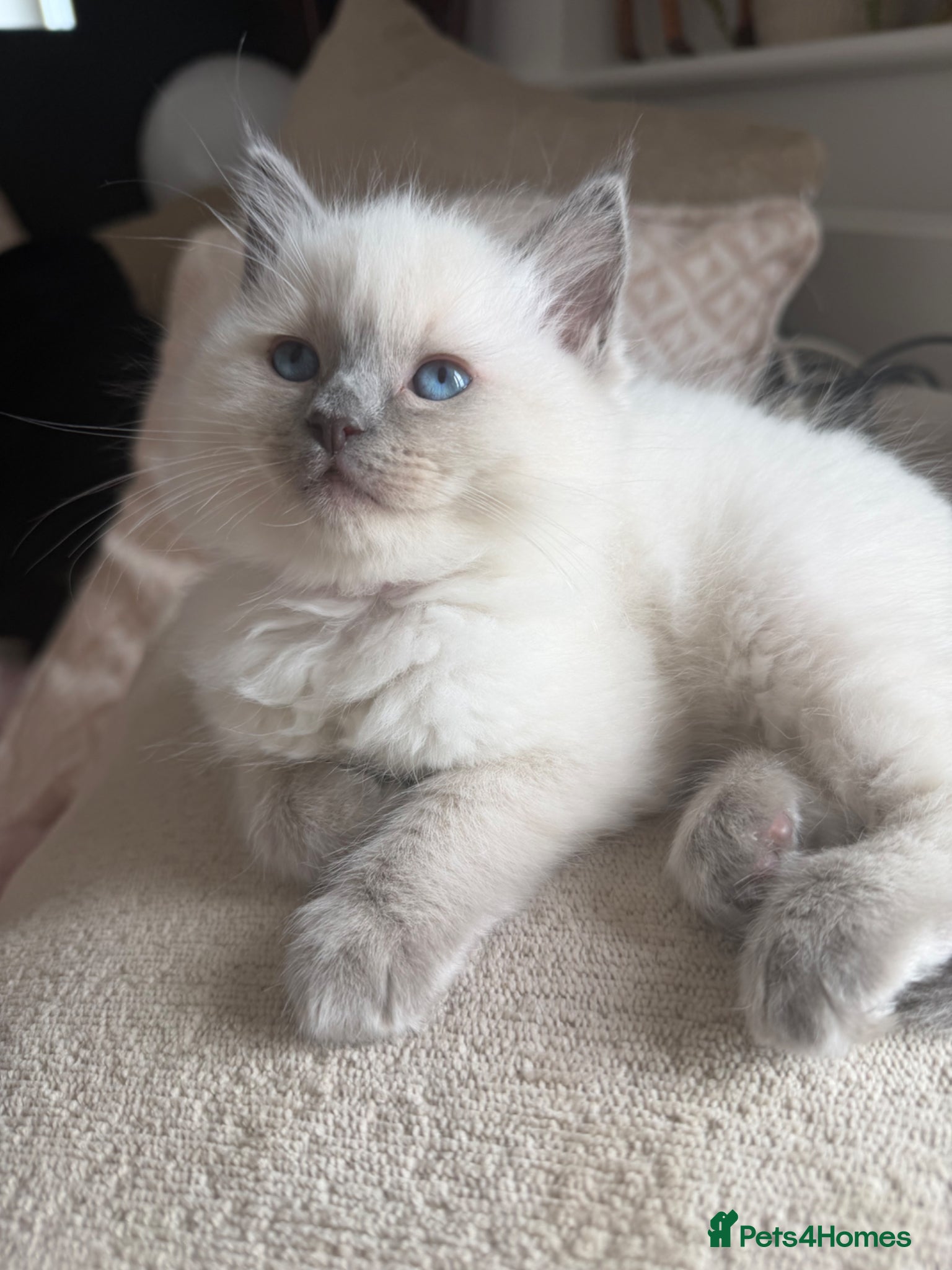 Ragdoll cats Pure Ragdoll kittens 2 girls, ready 24th May  - Advert 1