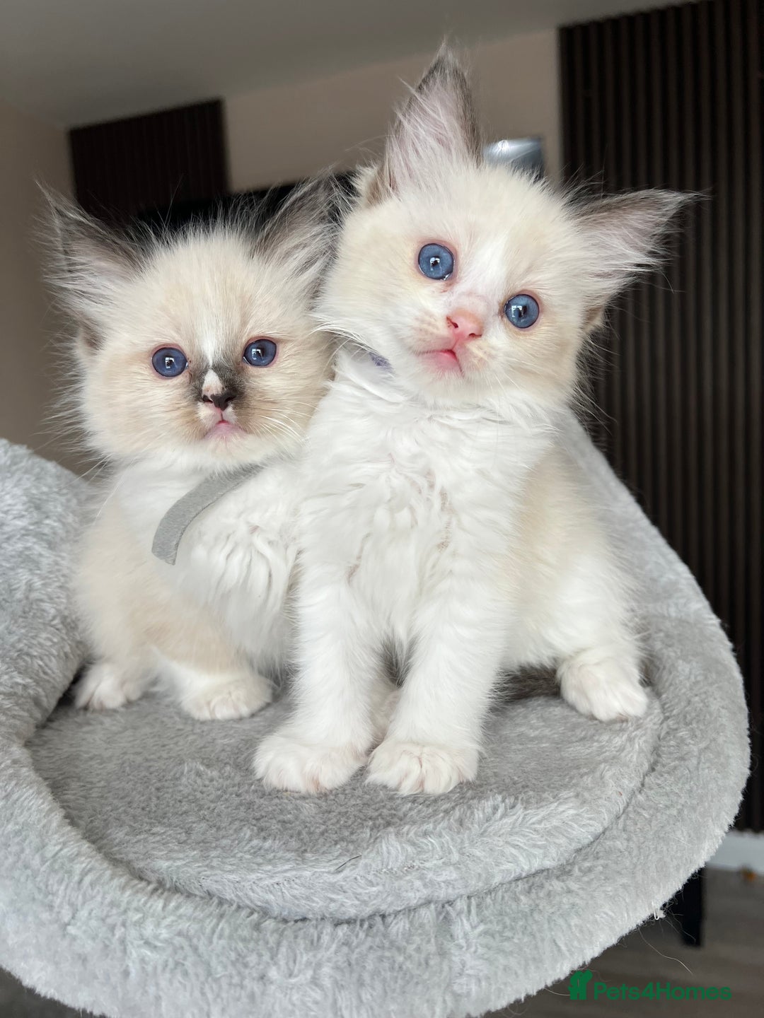Ragdoll cats for sale: REGISTERED Ragdoll kittens HCM/PKD clear - Image 29
