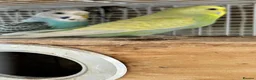 Budgerigars birds for sale: Bonded breeding pair budgies  - Advert 6