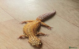Gecko reptiles for sale: 2 leopard ghekos. - Image 2