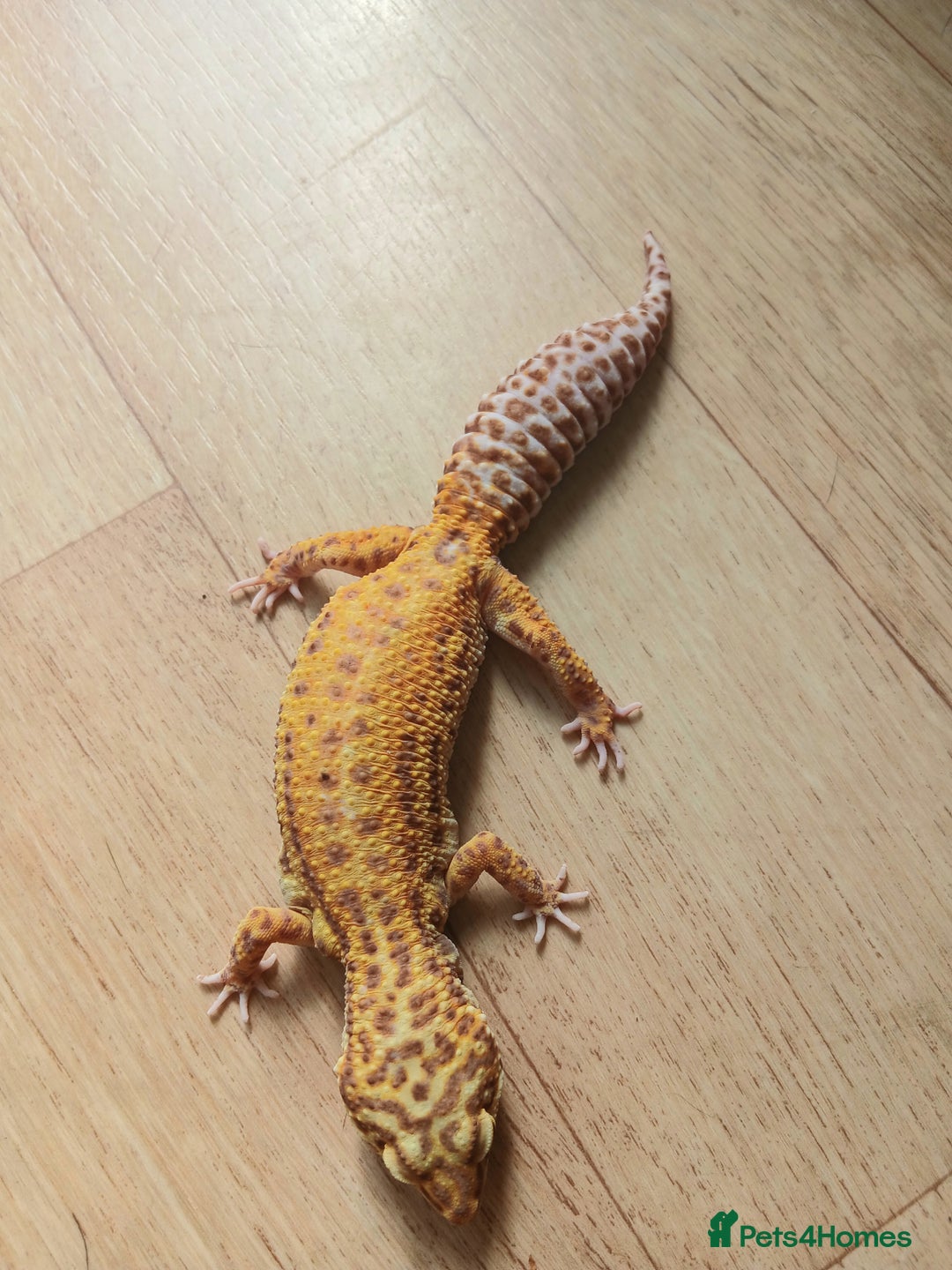 Gecko reptiles for sale: 2 leopard ghekos. - Image 2