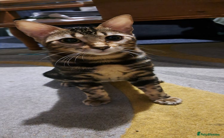 Bengal cats - Advert 14