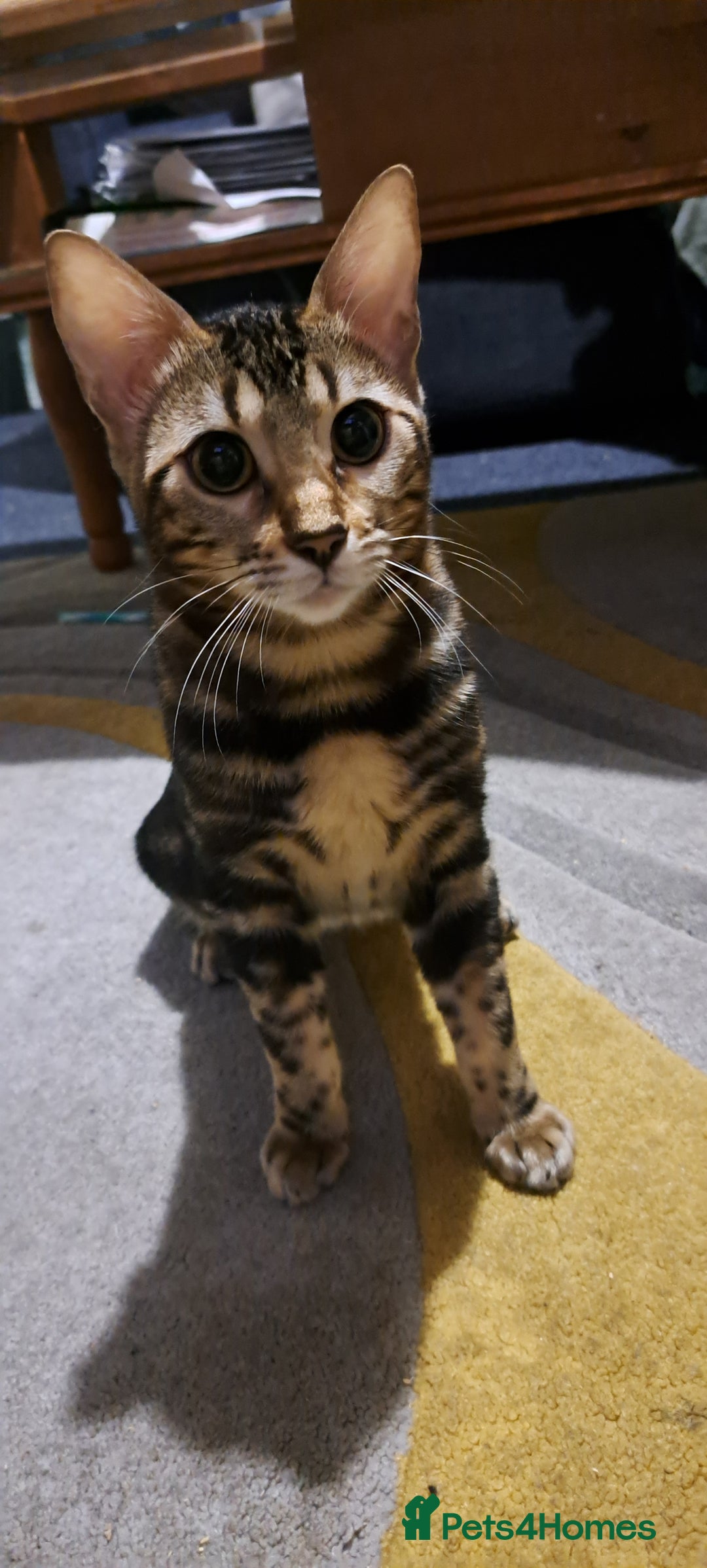 Tan and black Bengal Kittens for sale Pets4Homes