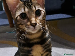 Bengal cats - Advert 28