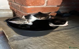Domestic Shorthair cats for sale: beautiful tabby and black and white kittens - Image 2