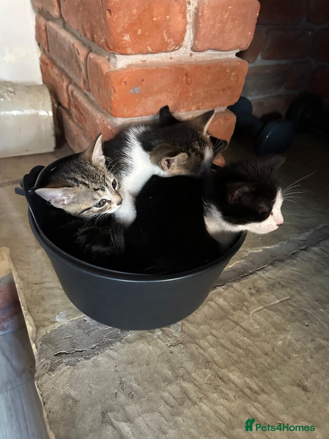 Domestic Shorthair cats for sale: beautiful tabby and black and white kittens - Image 2