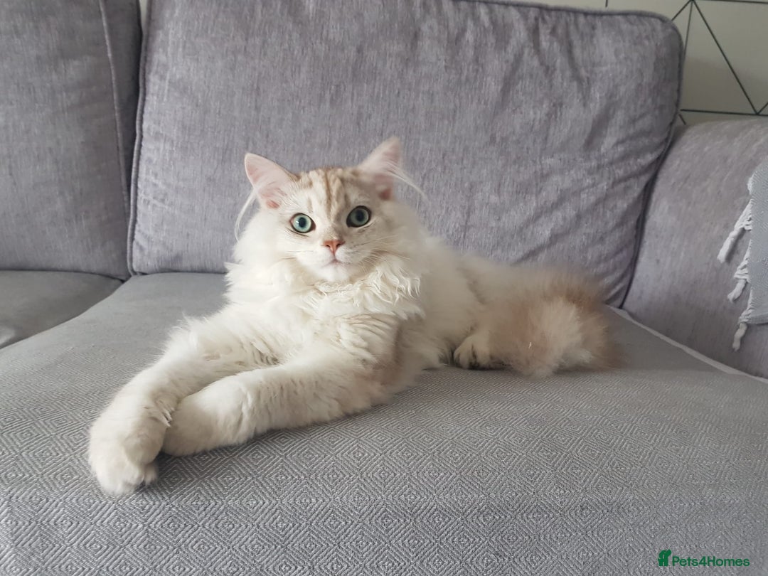 British Longhair cats for sale: Friendliest British long hair male in Birmingham - Image 1