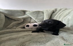 Miniature Dachshund dogs for sale: 3X Male Miniature Dachshunds- READY TO GO - Image 6